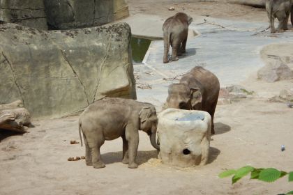 2015 Kölner Zoo | Elefantentröge